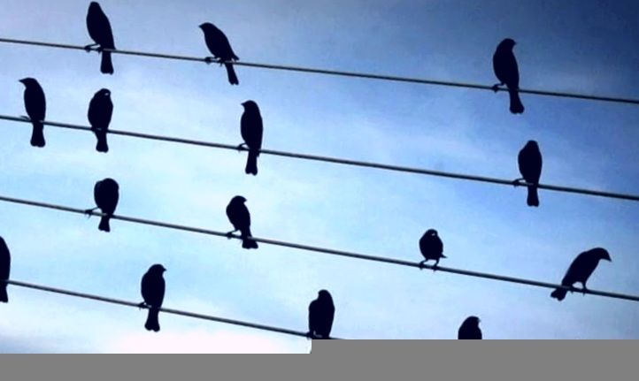 Profile image of Wire Birds