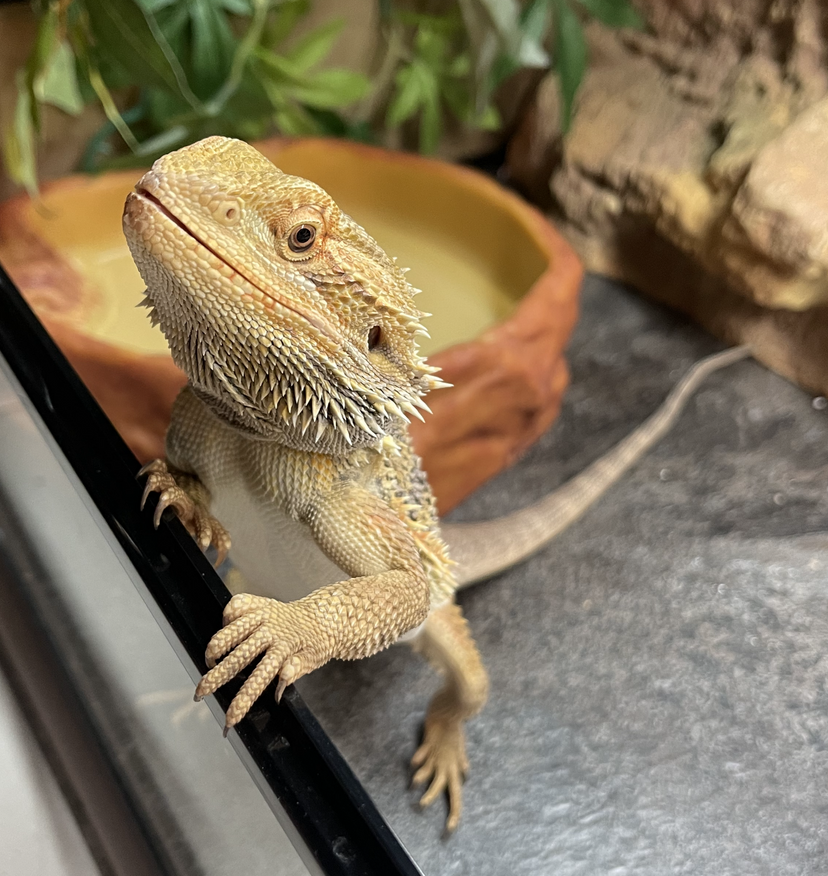 Profile image of Eric The Dragon