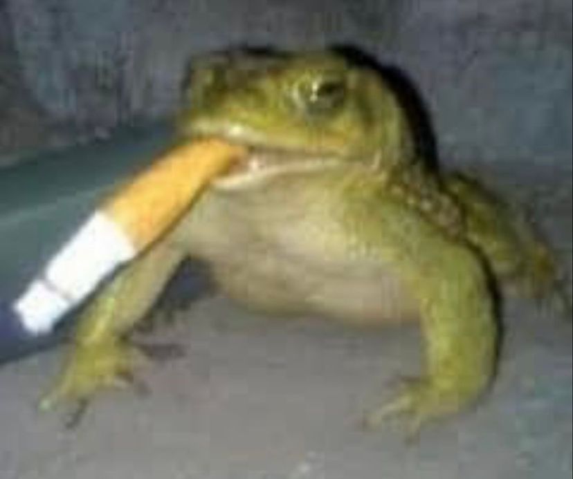 Profile image of Froggi