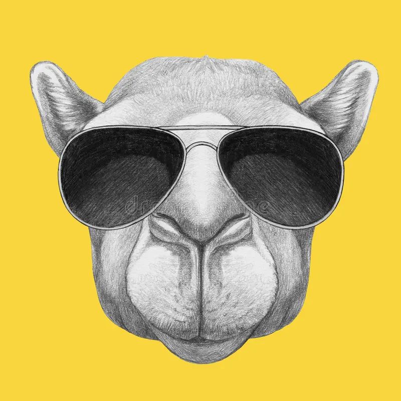 Profile image of Camel